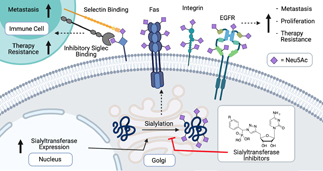 Graphical Abstract Image