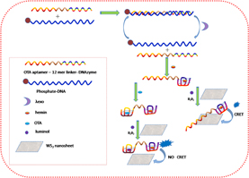 Graphical Abstract Image