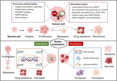 Graphical Abstract Image