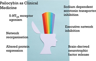 graphical abstract image