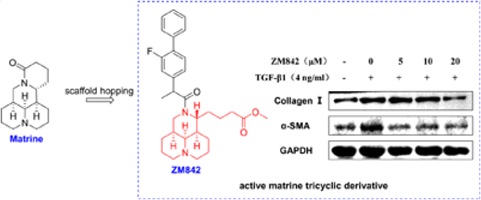 Structure of matrine and its tricyclic derivative alongside its effect on TGF-β1-induced expression of collagen I and α-SMA in LX-2 cells.