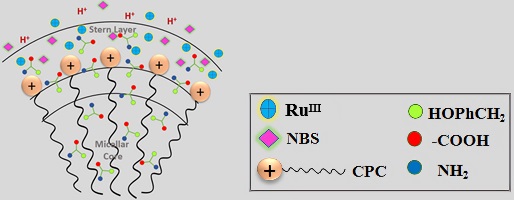 Conceptual illustration of RuIII-catalysed oxidation of L-Tyr by NBS in an acidic CPC micellar medium.