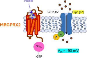 Illustration of the action of a venom on MRGPRX2. The GIRK1/2 channel opens, generating a flow of inward K current.