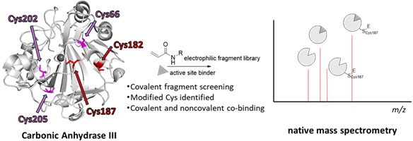 Schematic of surface exposed cysteine residues of carbonic anhydrase III and a spectrum of native mass spectrometry peaks.