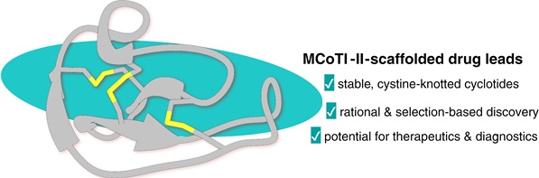 Schematic showing the solution structure of MCoTI-II with cystine-knotted disulfide bridges highlighted.