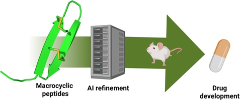 An illustration showing the pathway to antimicrobial drug development through the use of macrocyclic peptides and AI.