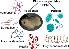 An image of ribosomally synthesised and post-translationally modified peptides from marine sponges and microbes.
