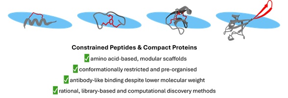 Graphic of constrained peptides and compact proteins including a list of their benefits.