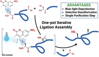 A graphic showing the one-pot iterative ligation–desulfurisation method using 7-diethylamino-3-methyl coumarin.