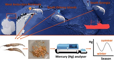 Illustration of the sampling locations, sample processing steps and seasonal variation in krill mercury concentrations.