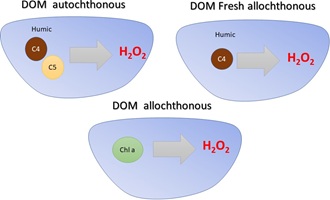 A scheme depicting H2O2 production across three groups of different dissolved organic matter origin.
