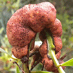 Gall of Uromycladium tepperanium on Acacia leiocalyx.