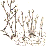 Line drawing of the sporangiophores and sporangia of Phytophthora infestans ex Berkeley (1846).