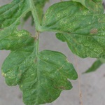Photograph of plant with tomato spotted wilt virus.