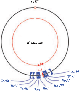 HR23030_F5.gif