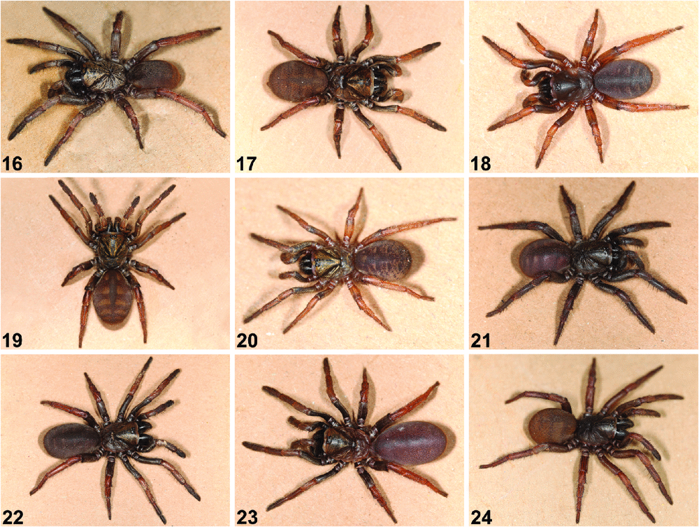 Csiro Publishing Invertebrate Systematics