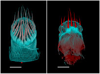 Graphical Abstract Image