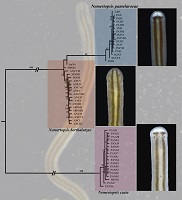 Graphical Abstract Image