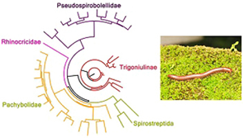 Graphical Abstract Image