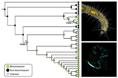 Graphical Abstract Image