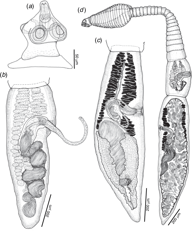 CSIRO PUBLISHING | Invertebrate Systematics