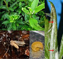 Enigmadiplosis harrisi: infested Rhododendron pulchrum; freshly emerged female; mature larva and infestation of two larvae.