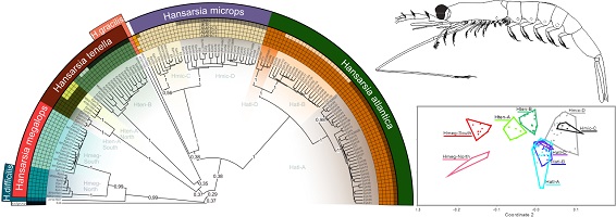 Species analyses overplayed on COI Bayesian ultrametric tree, Hansarsia einarssoni sp. nov., MDS plot of Hansarsia spp.