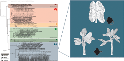 Phylogenetic relationships within Rhinebothriidea (left) and scoleces of new tapeworm species (right).