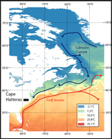 Northern and southern geographical clades of Gammarus tigrinus (female from Maryland above, male from Florida below).