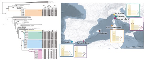 Phylogeny ofSyllis proliferapopulations and Syllinae (left), and sampling localities of the species complex (right).