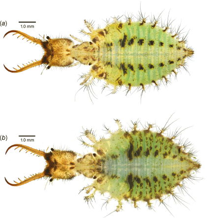 Jerady Insect Gerridae Larvae CSIRO PUBLISHING | Invertebrate Systematics