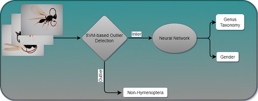 Flow chart of the AI-driven image recognition system for identifying the Diapriidae parasitoid wasp family.