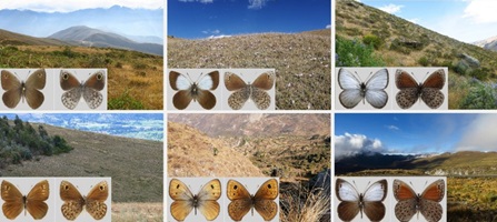 Typical South American habitats and adult representatives of the three main clades of Neosatyriti butterflies