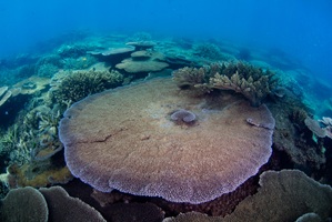 Photograph of Acropora tersa with tabular colony morphology, which dominate many shallow-water coral reef communities throughout the Indo-Pacific