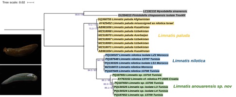 Pictures showing colour variants of Tunisian L. nilotica (left) and L. anouarensis sp. nov. (bottom) and DNA phylogeny (right).