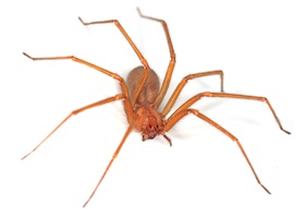 Photograph of the female of a new species of violin spider (Loxosceles) from Parque Nacional Talampaya, north-west Argentina.