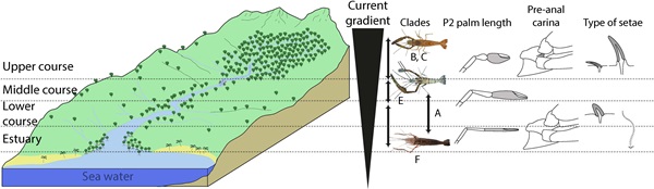 A gradient map showing how clades of Macrobrachium have developed morphological adaptations depending on the current at various elevations.