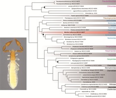A picture of Specimen of Thenmus aigialites (left) and phylogenetic analysis (right) that reveals that the newly collected menthid pseudoscorpion belongs to the superfamily Neobisioidea.