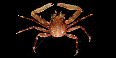 Specimen photograph of Pisidia bluteli from Corsica, France, showing the typical colour pattern of the species.
