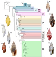 Phylogenomic tree of Costellaridae showing the relationships of the nine new genera and their shell forms.