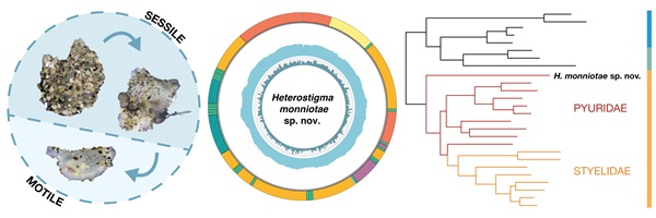 Three images that show sessile to motile phenotype shift of Heterostigma monniotae, its complete mitochondrial genome, and the phylogenetic placement within Pyuridae ascidians.