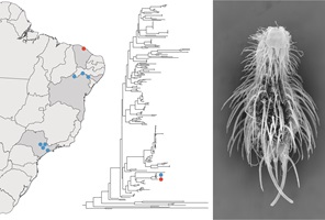 A distribution map of a new Brazilian gastrotrich, an image showing molecular phylogenetic relationships, and a SEM image showing upper body details.