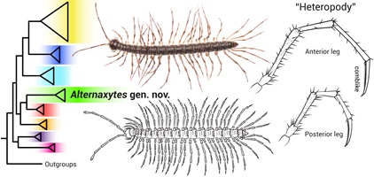 Picture showing a new dragon millipede genus from Thailand with alternately long and short legs (heteropody).