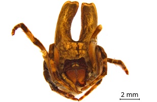 Frontal view of a female Carepalxis montifera showing the paired cephalic humps, which are characteristic of the genus.