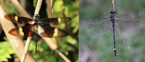 Two photographs of Chlorogomphus dragonflies, C. aritai on the left and and C. suzukii on the right.