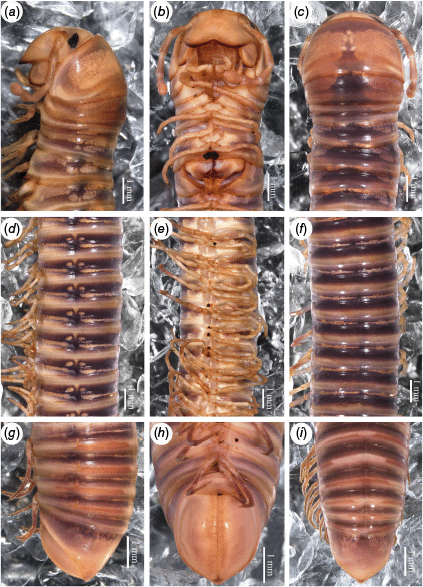 CSIRO PUBLISHING | Invertebrate Systematics