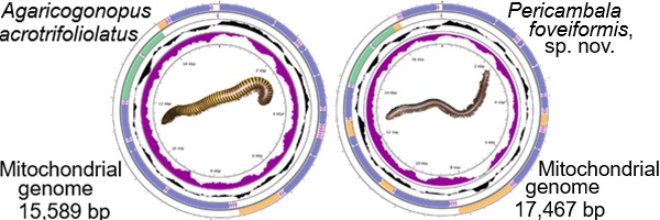Gene maps of two spirostreptid millipedes. The new species (right) has the largest diplopod mitogenome currently known.