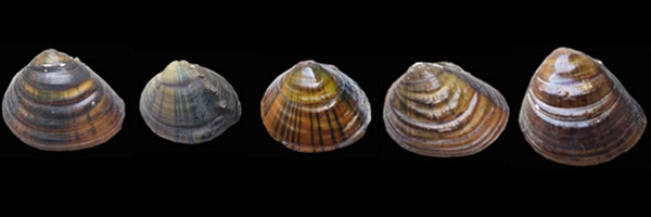 Picture of shells of five Schistodesmus species.