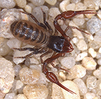 Photograph of a live female Karri forest Dragon Pseudoscorpion from Beedelup National Park in a resting position.
