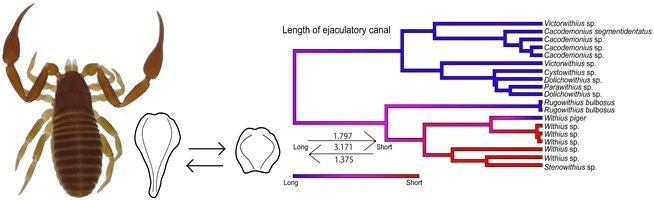 Examples of long and short type ejaculatory canals of male Withiidae and their evolutionary rate of change from long to short.